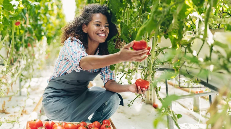 A Handy Kitchen Staple Can Help Your Tomato Plants Thrive