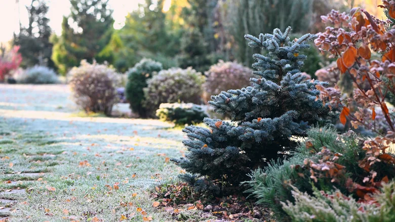A Polar Vortex Is Coming Soon: Here’s What You Need To Know To Protect Your Garden