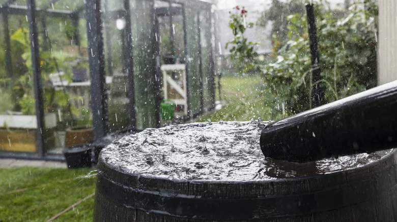 A Rain Barrel Vs. Basin: What’s The Difference, And Which Is Right For Your Garden