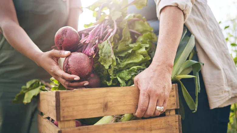 A Revolutionary Gardening Product With An Innovative Design Was Just Developed