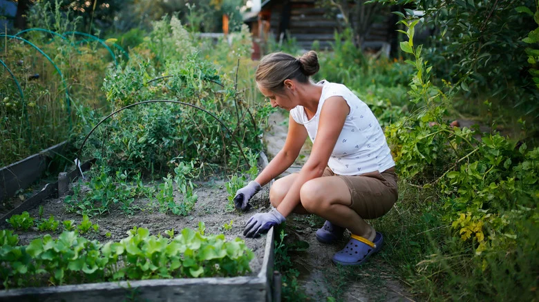 A Rookie Gardening Mistake Is Sure To Delay Your Harvest For These Plants