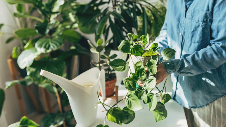 A Simple IKEA Storage Find Makes The Perfect Place To Keep Your Potted Plants