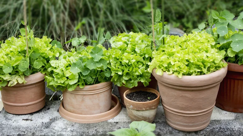 A Simple Paper Plate Is The Secret To Harvesting Your Leafy Green Vegetables Better
