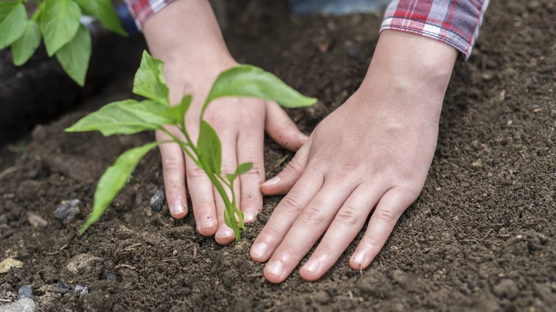 A Simple Plastic Cup Is The Solution To Young Leaning Plants In Your Garden