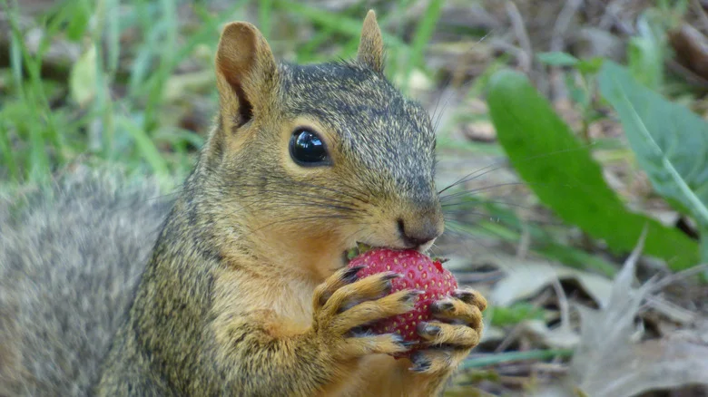 A Simple Trick That’ll Stop Squirrels From Eating Your Fruit And Vegetable Garden