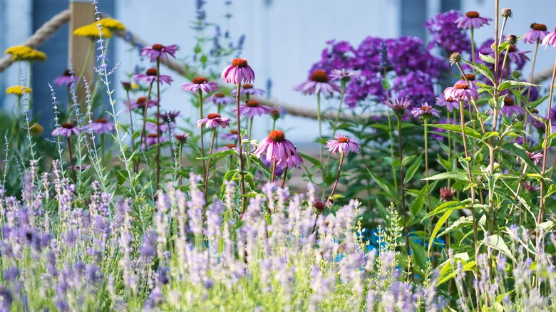 A Sprinkle Of Baking Soda Will Have These Popular Garden Flowers Blooming Like Crazy