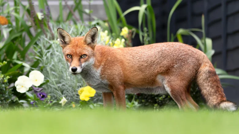 A Sprinkle Of This Fall Spice Will Send Foxes Running From Your Yard