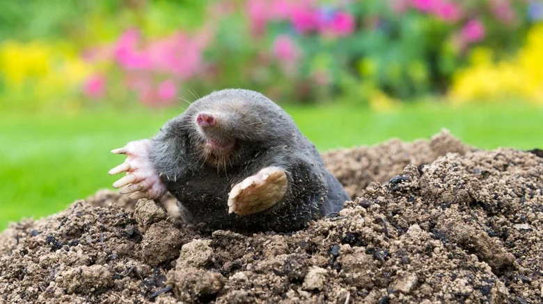 A Sprinkle Of This Garden Staple May Be The Secret To Ridding Your Lawn Of Moles