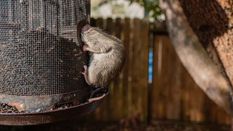 A Squirrel Baffle Is The Key To Keeping Rats Away From Your Bird Feeder