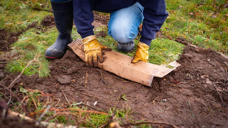 A Word Of Caution To Keep In Mind If Using Cardboard In Your Garden