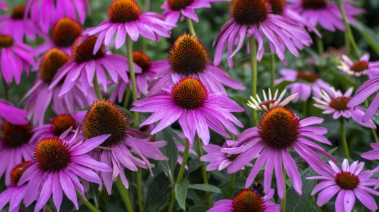 Add A Little Gravel To Your Soil When Growing Coneflowers & Watch Them Thrive