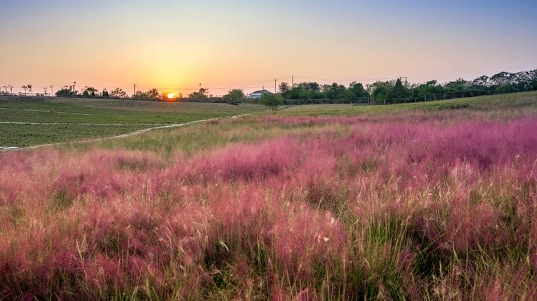 Add Attractive Color To Your Landscaping With This Low Maintenance Stunner