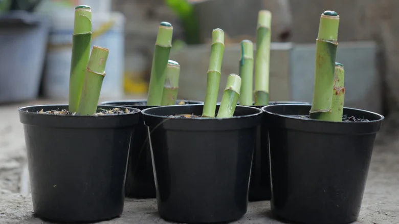 Add More Lucky Bamboo Plants To Your Garden With These Easy Propagation Methods