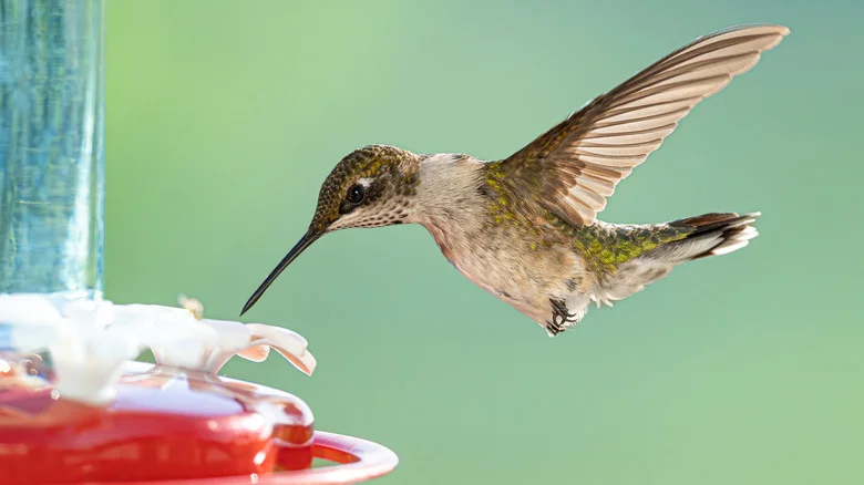 Add One Common Fruit To Your Hummingbird Nectar And Watch Them Flock