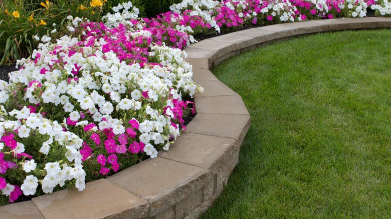 Add One Strange Ingredient To Your Garden In Fall For Bigger Blooms In Spring