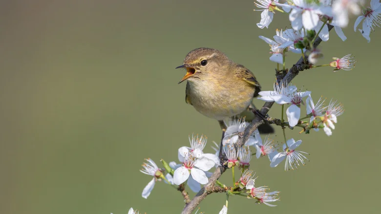 Add Privacy To Your Backyard With A Flowering Shrub That Birds & Pollinators Love