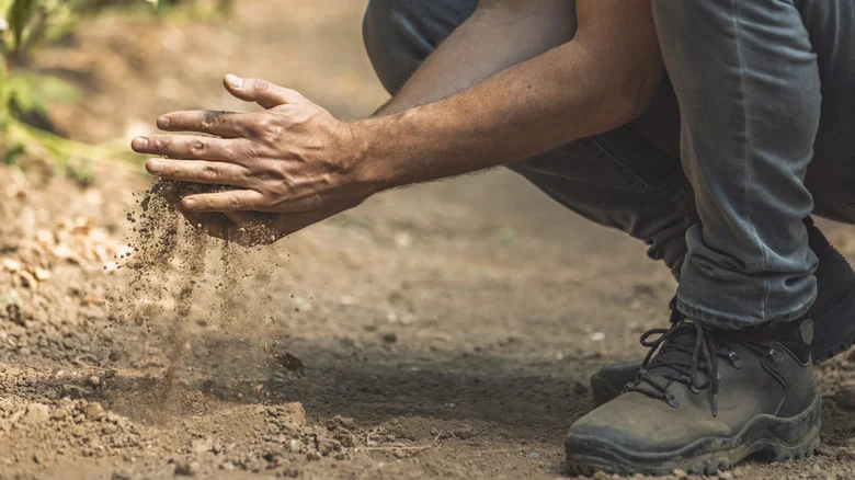 Add These Amendments To Sandy Soil To Grow More Vibrant Plants