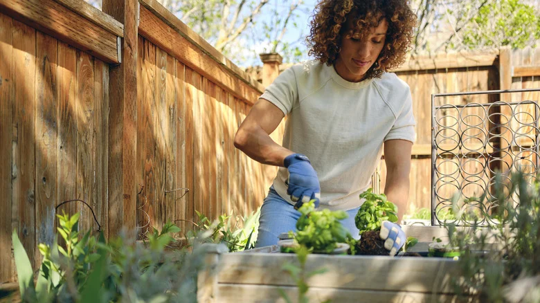 Add This Bivalve Shell To Your Garden For A Nutritional Boost