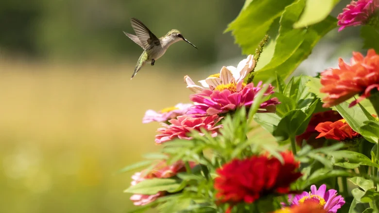 Add This Easy-To-Grow Plant To Your Garden & You Won’t Have To Buy Birdseed Again
