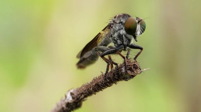 Add This Flavorful Herb To Your Garden To Keep Flies At Bay