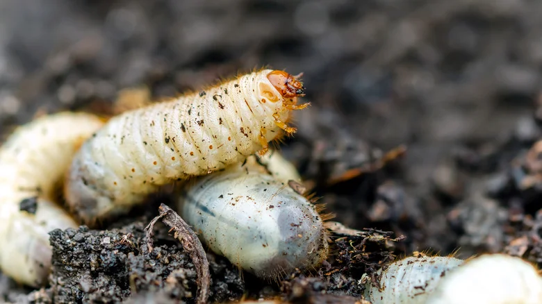 Add This Tasty Herb To Your Garden To Help Keep Maggots Away