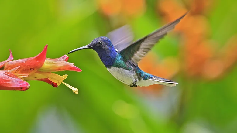 Adding These Two-Toned Flowers To Hanging Baskets Is Sure To Attract Hummingbirds