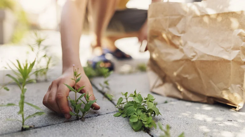 Adopt This One Simple Cleaning Habit To Keep Weeds Away From Your Patio Pavers