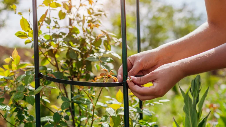 Aldi Is Selling Two Totally Affordable Garden Trellises – Are They Worth Their Low Price Tag?
