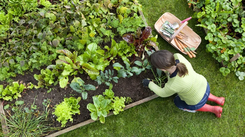 All The Benefits Of Using A Digital Garden Calendar & How To Get Started
