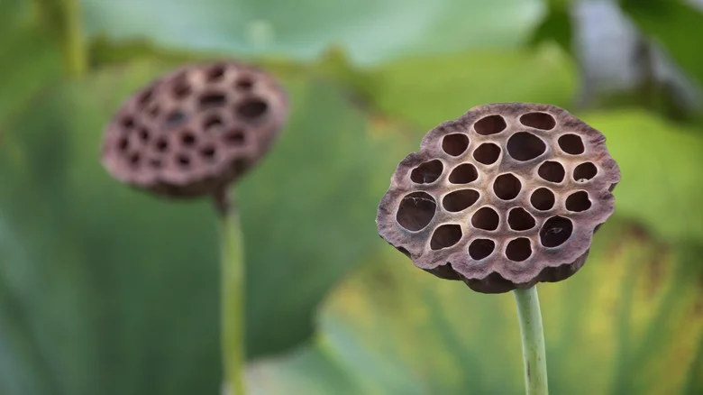 All The Things You Can Do With Lotus Flower Seed Pods