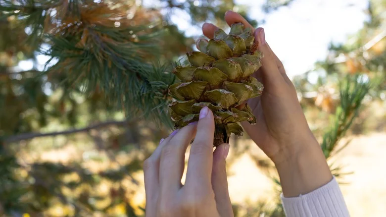 All The Useful Ways You Can Use Pinecones In The Garden