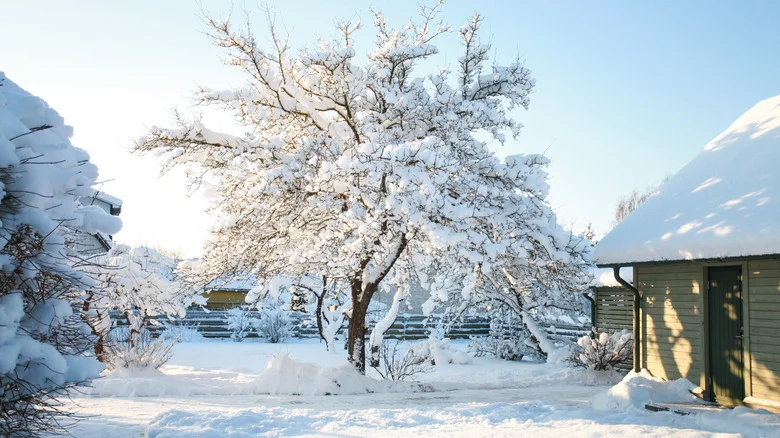 Aluminum Foil Is The Secret To Protecting Your Trees From Sunscald