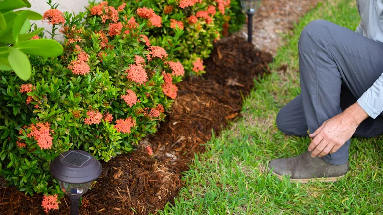 Always Do This Before Mulching To Keep Grass Out Of Flower Beds