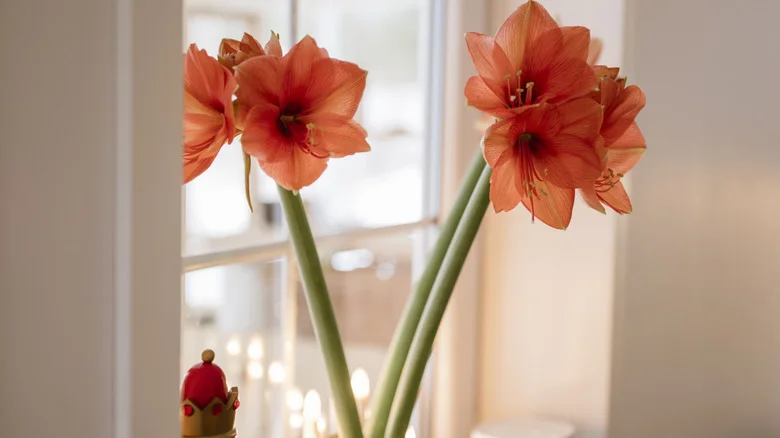 Always Keep Your Amaryllis Bulb: Here’s How To Make It Bloom Again