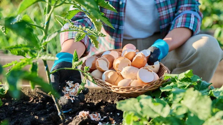 Always Keep Your Eggshells, Here Are The 10 Plants That Love Them