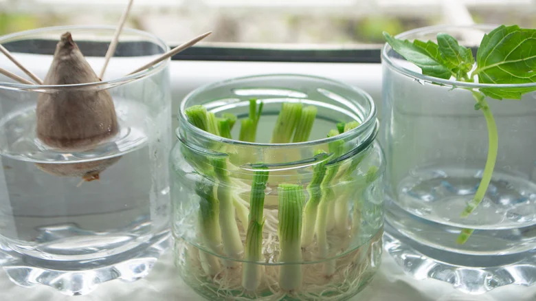 Always Keep Your Kitchen Scraps, Here Are The Plants You Can Regrow