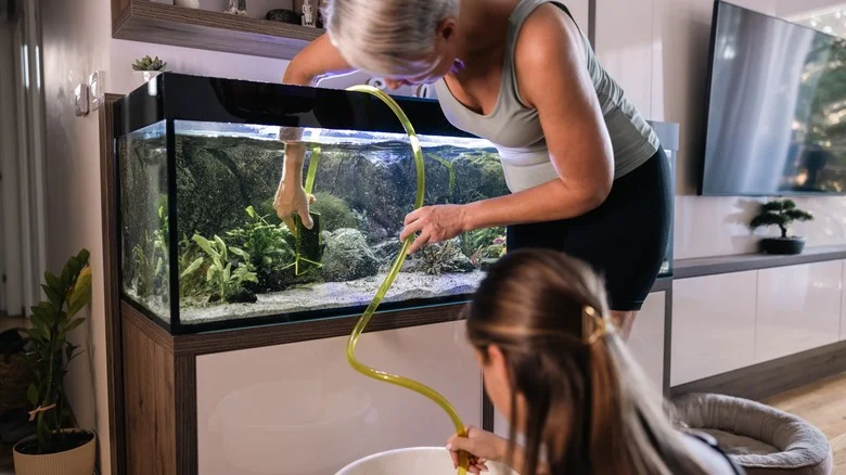 Always Keep Your Used Aquarium Water, Here Are The Plants That Love It