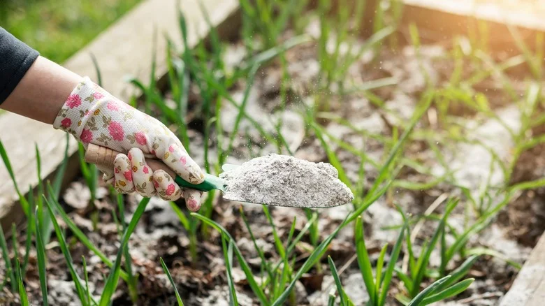 Always Keep Your Wood Ashes — Here Are The 15 Plants That Love Them