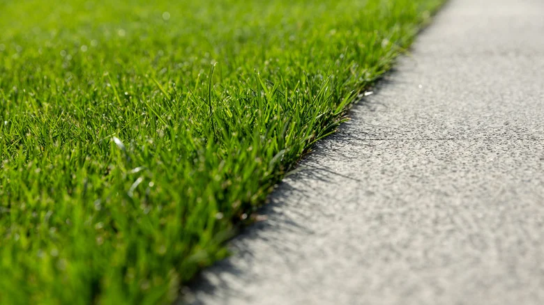 Amazon Has A Simple Solution That’ll Make Landscape And Driveway Edging A Breeze