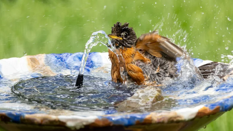 Amazon’s Bird Bath Fountain Creates A Beautiful Centerpiece In Your Garden For Under $20