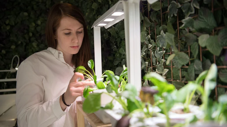An Air Stone May Be Your Answer To Healthy Indoor Plant Growth