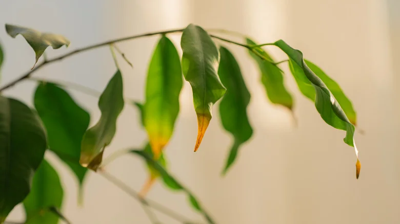 An Easy DIY Soil Mix That Helps Plants Thrive Without Waterlogging