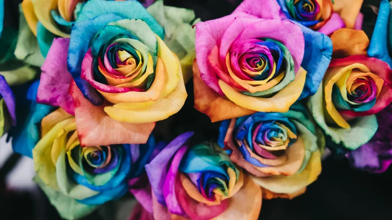 An Easy Way To Give Your Fresh Roses A Stunning Rainbow Makeover