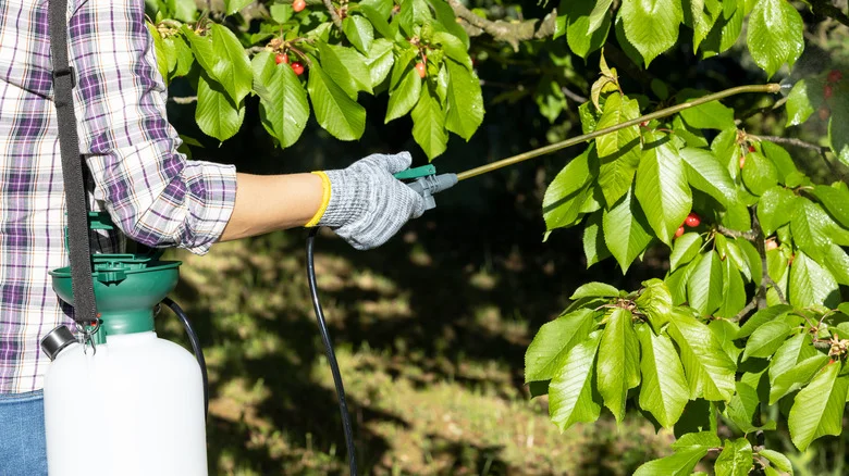 An Essential Guide To Using Horticultural Oil Vs Neem Oil In The Garden