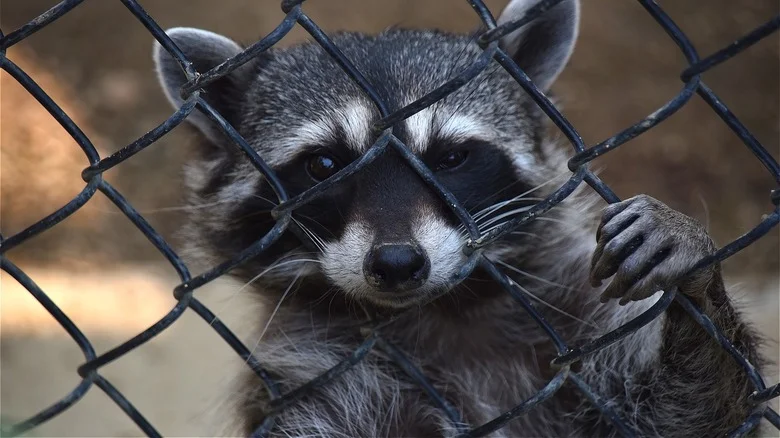 An Item From Your Pantry May Be The Key To Keeping Racoons Out Of Your Yard
