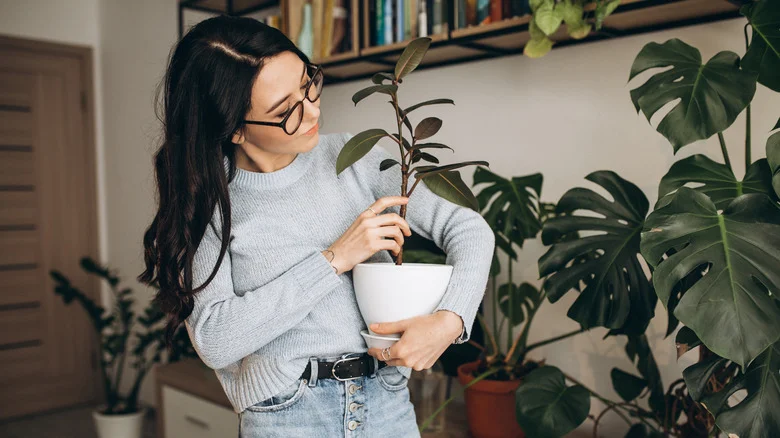 An Unexpected Fruit Will Give Your Plants A Gorgeous Shine