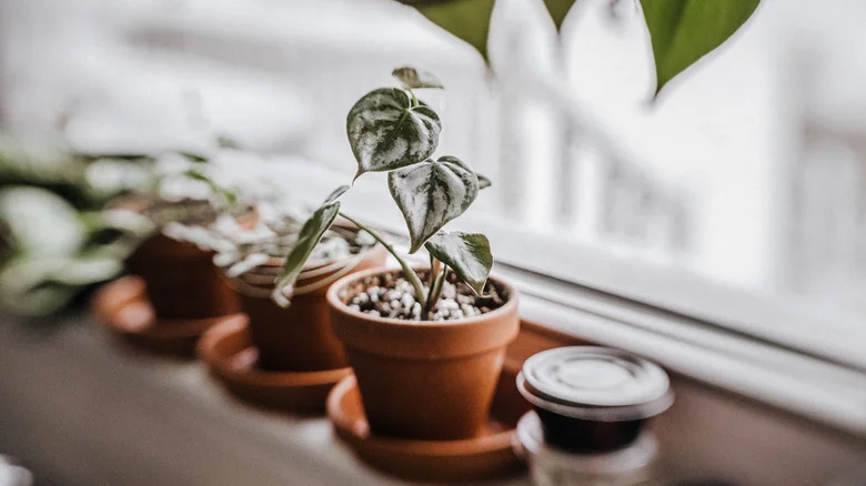 Antique Your Terracotta Plant Pots For A Stylized Upgrade