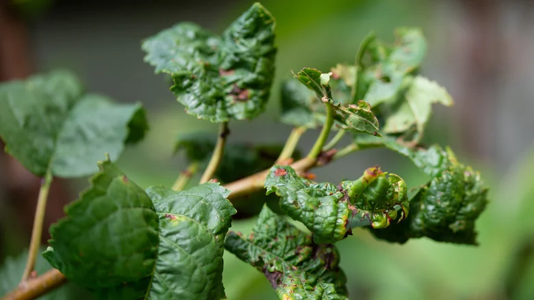 Aphids Vs Thrips: Which Destructive Pest Is Attacking Your Garden