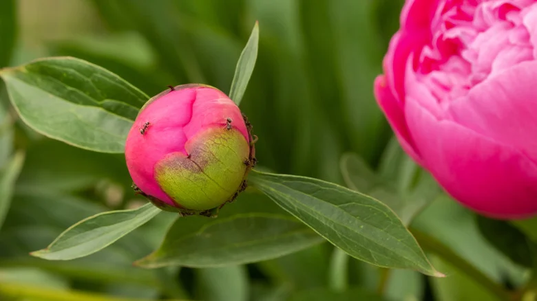 Are Ants Harming The Peonies In Your Garden?