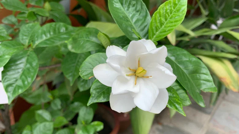 Are Coffee Grounds The Secret Hack To Thriving Gardenias? Here’s What We Know